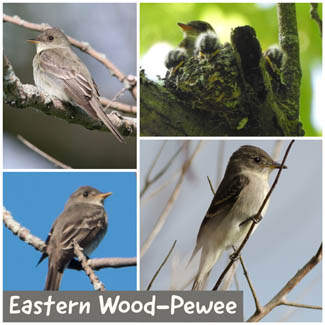 Eastern Wood-Pewee